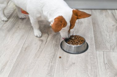 Jack Russell metal kaseden köpek maması yiyor.. 