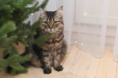 Evcil kedi, parıldayan çelengi olan Noel ağacının yanında oturuyor. Kedi ve Noel ağacı şenlikli ve sıcak bir ev ruhu. Süslü ağacın yanındaki çizgili tüylü kedi.