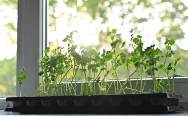 Bezelyeden mikro yeşil filizler