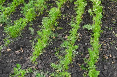 Koyu toprak üzerinde düz sıralarda yetişen taze yeşil yapraklı havuç fideleri, kırsal alanda izole edilmiş doğal tarım ürünleri. Sebze yatağında filizlenen genç havuç bitkileri. 