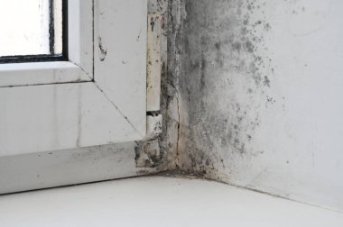 Pencerenin köşesinde kalıp var, çerçeveye ve duvara yayılıyor. Yoğunlaşmanın yol açtığı nem hızlı küf büyümesine yol açar. çerçeve ve pencere kalıbının köşesinde siyah kalıp.