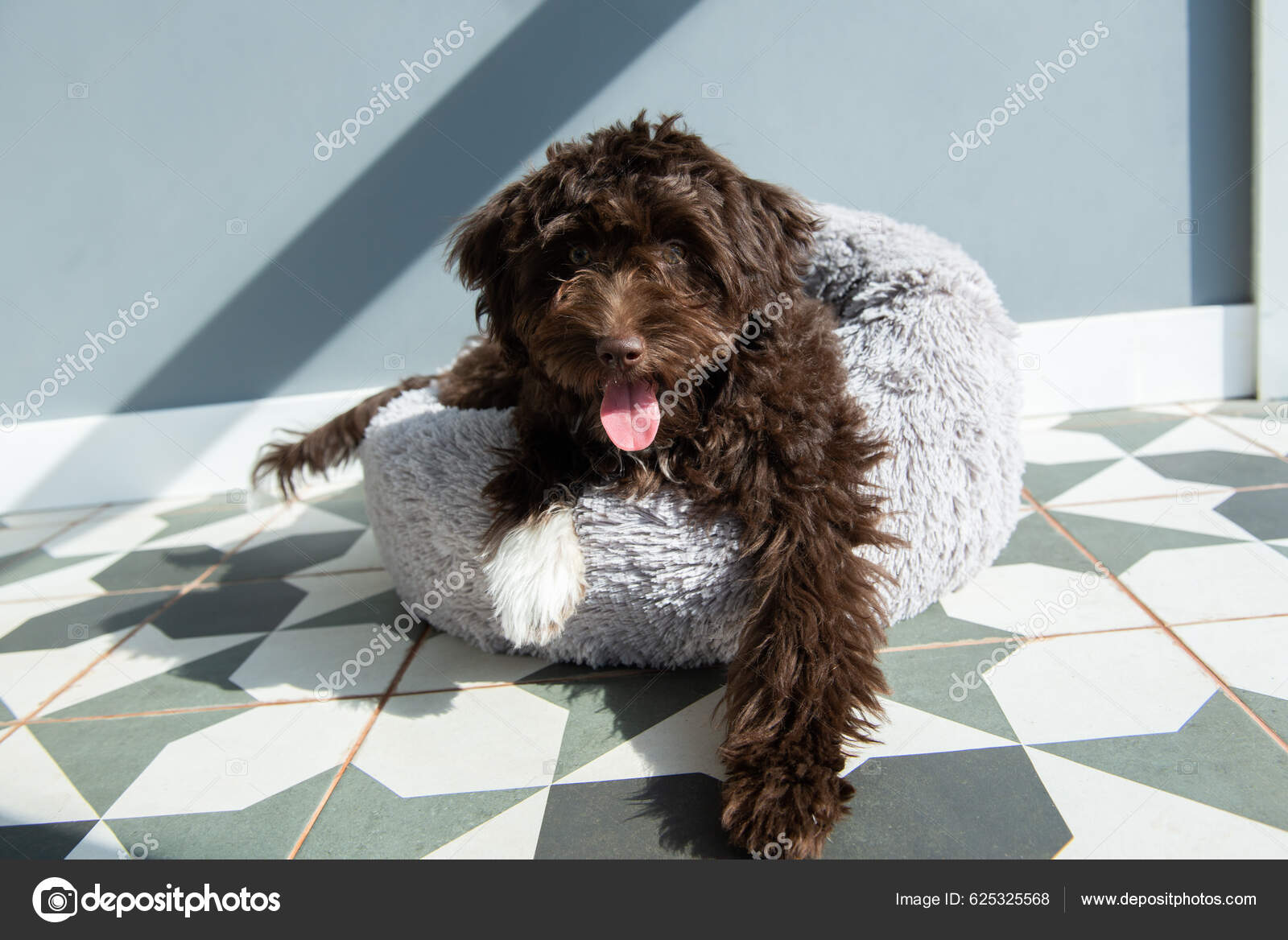 Cross Breed Hypoallergenic Hybrid Dogs Hypoallergenic Dogs Small