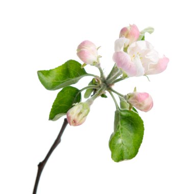 Beyaz arka planda büyük beyaz pembe çiçekleri ve yeşil yaprakları olan çiçek açan elma dalı. İlkbaharda açan.