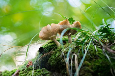 Sonbahar ormanlarında çimenlerin arasında büyüyen mantar ve düşen yapraklar, yumuşak bir odak noktası.