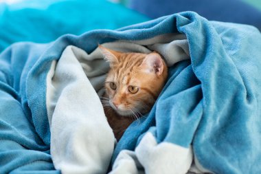 Sevimli kırmızı tekir kedi kanepede uzanıyor ve battaniyenin altından dışarı bakıyor. Evdeki komik hayvan, güneşli öğleden sonra.
