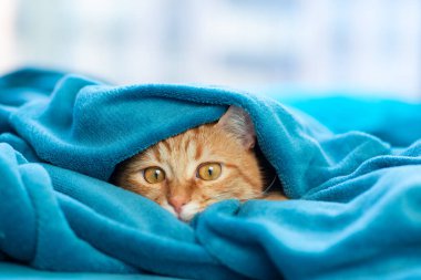 Sevimli kırmızı tekir kedi kanepede uzanıyor ve battaniyenin altından dışarı bakıyor. Evdeki komik hayvan, güneşli öğleden sonra.