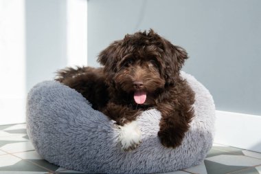 Yavru köpek evde dinleniyor. Şirin tasarımcı küçük köpek, Yorkshire teriyeri ve kaniş karışımı. Ev hayvanının sevimli portresi. 