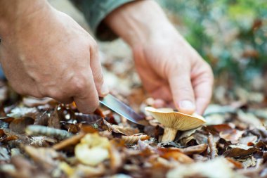 Man cut mushrooms growing in forest among the fallen leaves clipart