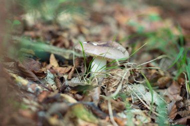 Sonbahar ormanlarında çimenlerin arasında büyüyen mantar ve düşen yapraklar, yumuşak bir odak noktası.