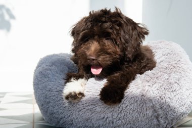 Yavru köpek evde dinleniyor. Şirin tasarımcı küçük köpek, Yorkshire teriyeri ve kaniş karışımı. Ev hayvanının sevimli portresi. 