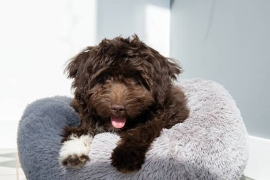 Yavru köpek evde dinleniyor. Şirin tasarımcı küçük köpek, Yorkshire teriyeri ve kaniş karışımı. Ev hayvanının sevimli portresi. 