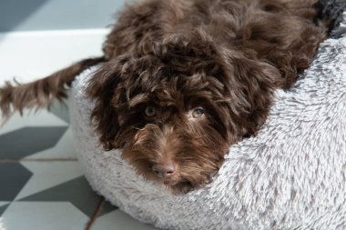 Yavru köpek evde dinleniyor. Şirin tasarımcı küçük köpek, Yorkshire teriyeri ve kaniş karışımı. Ev hayvanının sevimli portresi. 