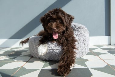 Yavru köpek evde dinleniyor. Şirin tasarımcı küçük köpek, Yorkshire teriyeri ve kaniş karışımı. Ev hayvanının sevimli portresi. 