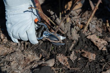 Güller. Bahçıvan koruyucu deri eldiven takıyor budama, zarar görmüş ve hastalıklı büyüme düğümleri kullanıyor, kışın ölü, baharın başında bahçe budama makinesi kullanıyor.