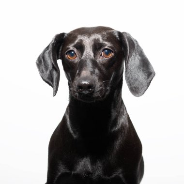 Beyaz arka planda poz veren küçük siyah köpek. Ev hayvanının sevimli portresi. 