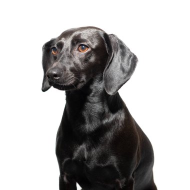 Small black dog posing over white background. Adorable pet's indoor portrait  clipart