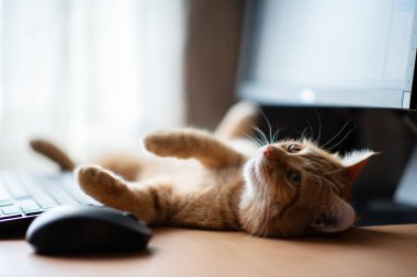 Sevimli kızıl tekir kedi iyi beslenmiş ve tatmin olmuş klavyenin, bilgisayar faresinin ve monitörün yanındaki iş yerinde uyuyor.. 
