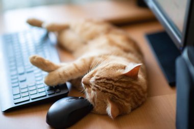 Sevimli kızıl tekir kedi iyi beslenmiş ve tatmin olmuş klavyenin, bilgisayar faresinin ve monitörün yanındaki iş yerinde uyuyor.. 