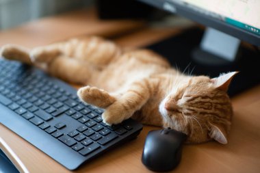 Sevimli kızıl tekir kedi iyi beslenmiş ve tatmin olmuş klavyenin, bilgisayar faresinin ve monitörün yanındaki iş yerinde uyuyor.. 