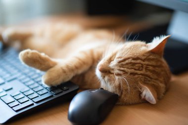 Sevimli kızıl tekir kedi iyi beslenmiş ve tatmin olmuş klavyenin, bilgisayar faresinin ve monitörün yanındaki iş yerinde uyuyor.. 