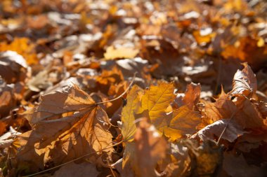 Güneşli bir günde kuru sonbahar akçaağaç yaprağı. Ormanda ya da parkta yaprakları dökülmüş doğal, yumuşak bir arka plan. Doğanın solgunluğu Kasım 'da
