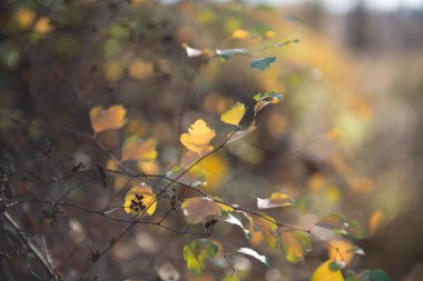 Güneşli bir günde canlı sarı sonbahar yaprakları. Turuncu yapraklı doğal, yumuşak, güzel bir arka plan. Doğanın solgunluğu Kasım 'da