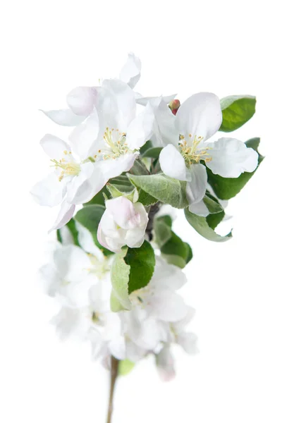 Branche Florissante Pommier Avec Grandes Fleurs Rose Blanc Des Feuilles — Photo