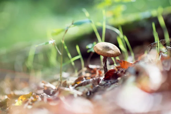 Poisonous Mushroom Growing Forest Pure Poison — Stock Photo, Image