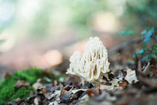 Deer horns mushroom. Bear paw mushroom. Coral yellow mushroom. Eatable mushroom grow in autumn forest among fallen leaves.
