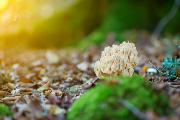 Deer horns mushroom. Bear paw mushroom. Coral yellow mushroom. Eatable mushroom grow in autumn forest among fallen leaves.