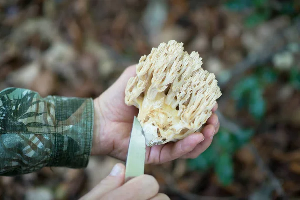 Man Cuts Knife Deer Horns Mushroom Bear Paw Mushroom Coral — Stock Photo, Image