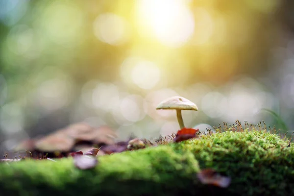 Mushroom Growing Grass Fallen Leaves Autumn Forest Soft Focus — Stock Photo, Image