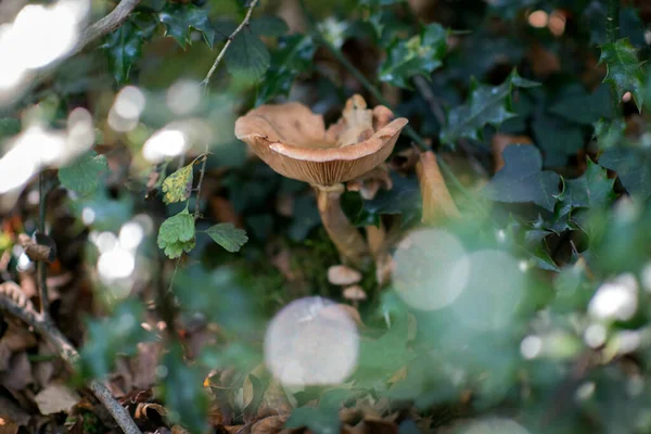 Grzyb Rośnie Wśród Trawy Opadłych Liści Jesiennym Lesie Miękkie Skupienie — Zdjęcie stockowe