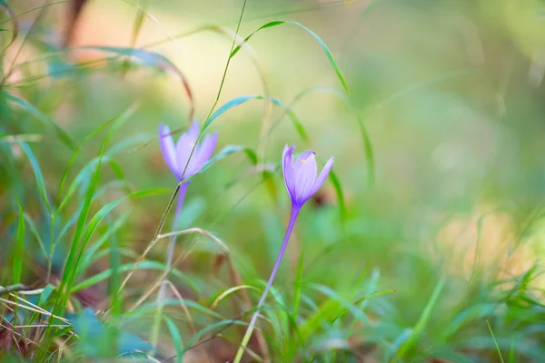 Crocuses Grow Forest Beauty Nature Saffron — Stock Photo, Image