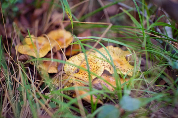Chanterelles Mushroom Growing Grass Fallen Leaves Autumn Forest Soft Focus — Stock Photo, Image