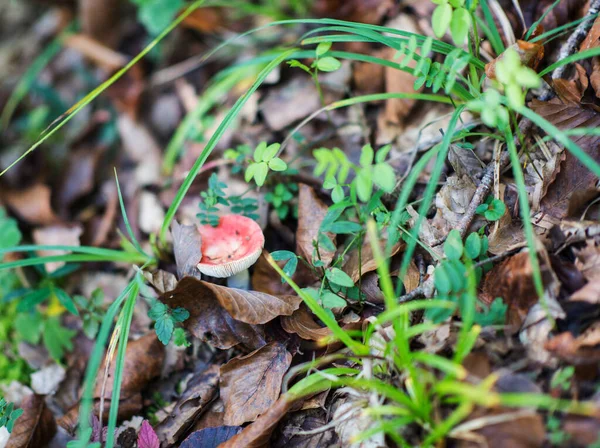 Russula Mushroom Growing Grass Fallen Leaves Autumn Forest Soft Focus — Stock Photo, Image