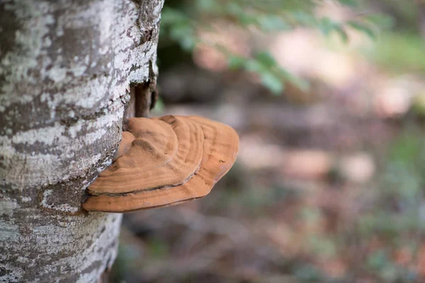 Cogumelo Crescendo Árvore Casca Floresta Outono Foco Suave — Fotografia de Stock