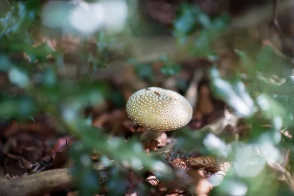 Weißes Agaric Fliegenpilz Giftige Pilze Wachsen Wäldern Amanita Reines Gift — Stockfoto