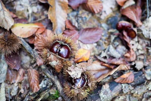 Edible Chestnut Nature Background — Stock Photo, Image