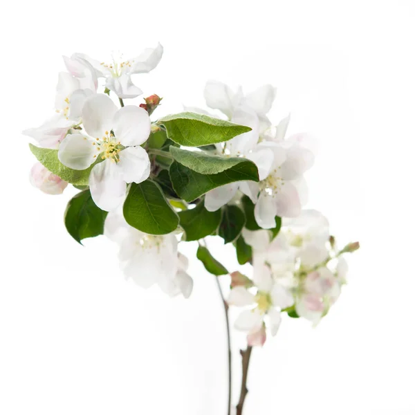 Branche Florissante Pommier Avec Grandes Fleurs Rose Blanc Des Feuilles — Photo