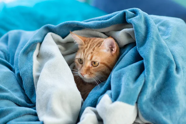 Χαριτωμένο Νεαρό Κόκκινο Tabby Γάτα Που Βρίσκεται Στον Καναπέ Και — Φωτογραφία Αρχείου