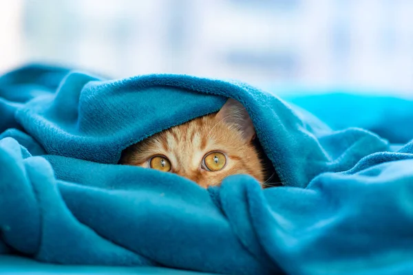 かわいい若い赤いタビー猫はソファに横たわって 毛布の下から見て 家で面白いペット 晴れた日の午後 — ストック写真