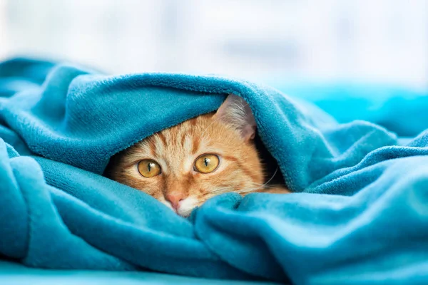 stock image Cute young red tabby cat lying on sofa and peeking out from under the blanket, funny pet at home, sunny afternoon