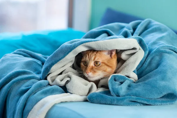 かわいい若い赤いタビー猫はソファに横たわって 毛布の下から見て 家で面白いペット — ストック写真