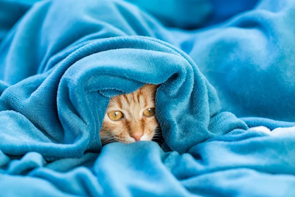 Sevimli Kırmızı Tekir Kedi Kanepede Uzanıyor Battaniyenin Altından Dışarı Bakıyor — Stok fotoğraf