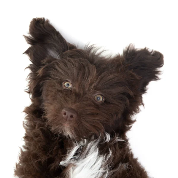 Dog Funny Portrait Cute Brown Curly Puppy Designer Breed Pup — Stock Photo, Image