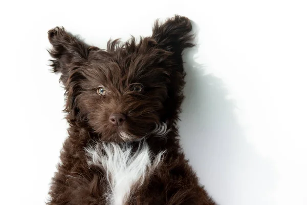 Perro Divertido Retrato Lindo Perrito Rizado Marrón Diseñador Crianza Cachorro — Foto de Stock