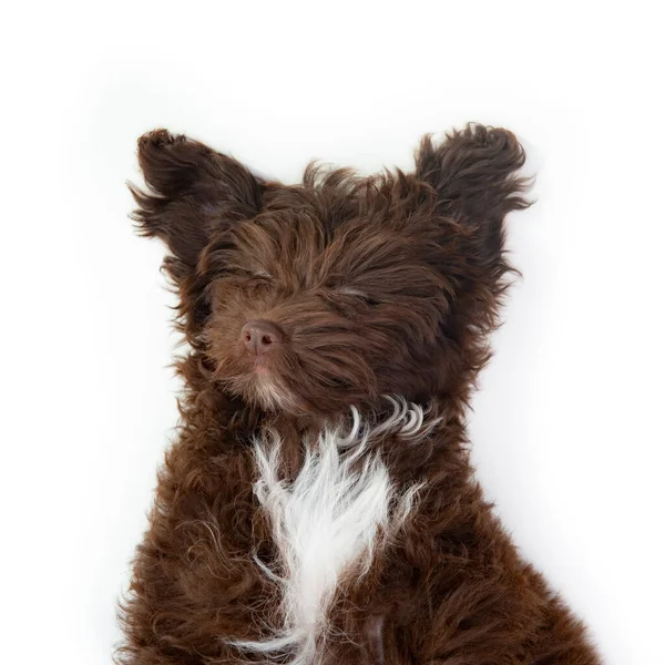 狗在睡觉可爱的棕色卷曲小狗的滑稽肖像 设计师养的小狗 约克郡宠物狗和狮子狗的混合 工作室宠物肖像画 白色隔离 — 图库照片