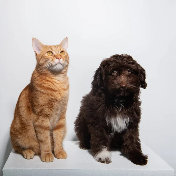 Şirin Kahverengi Kıvırcık Köpek Maltipu Genç Kırmızı Tekir Kedicik Stüdyoda — Stok fotoğraf