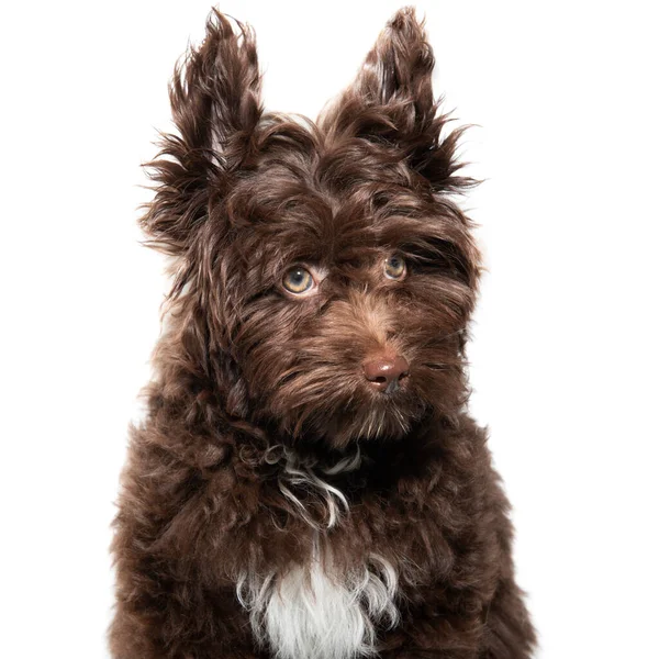 Cute Brown Curly Puppy Maltipu Studio Portrait Isolated White — Stock Photo, Image